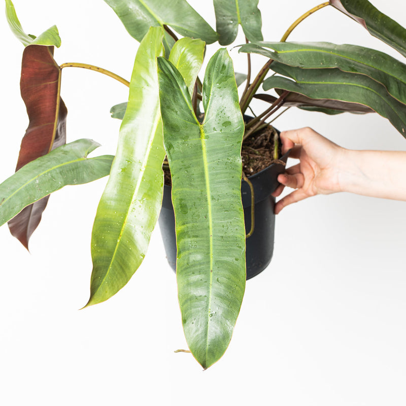 Philodendron atabapoense XL Plants GrowTropicals