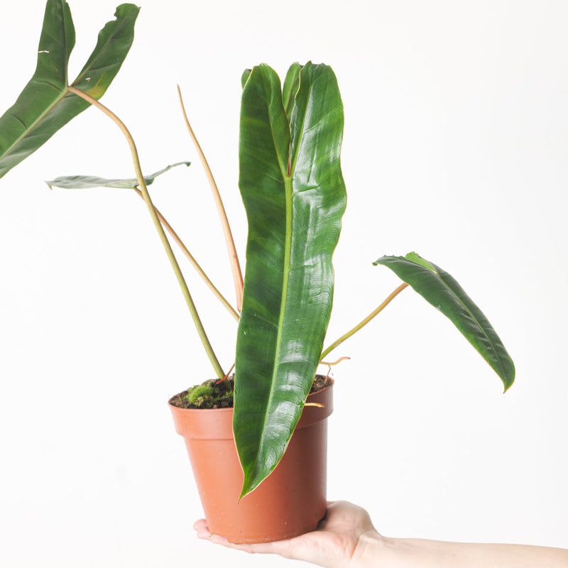 Imperfect Philodendron billietiae — 12cm