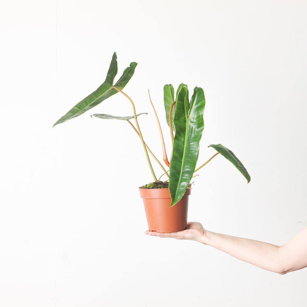 philodendron billietiae moss pole Philodendron billietiae | Plants