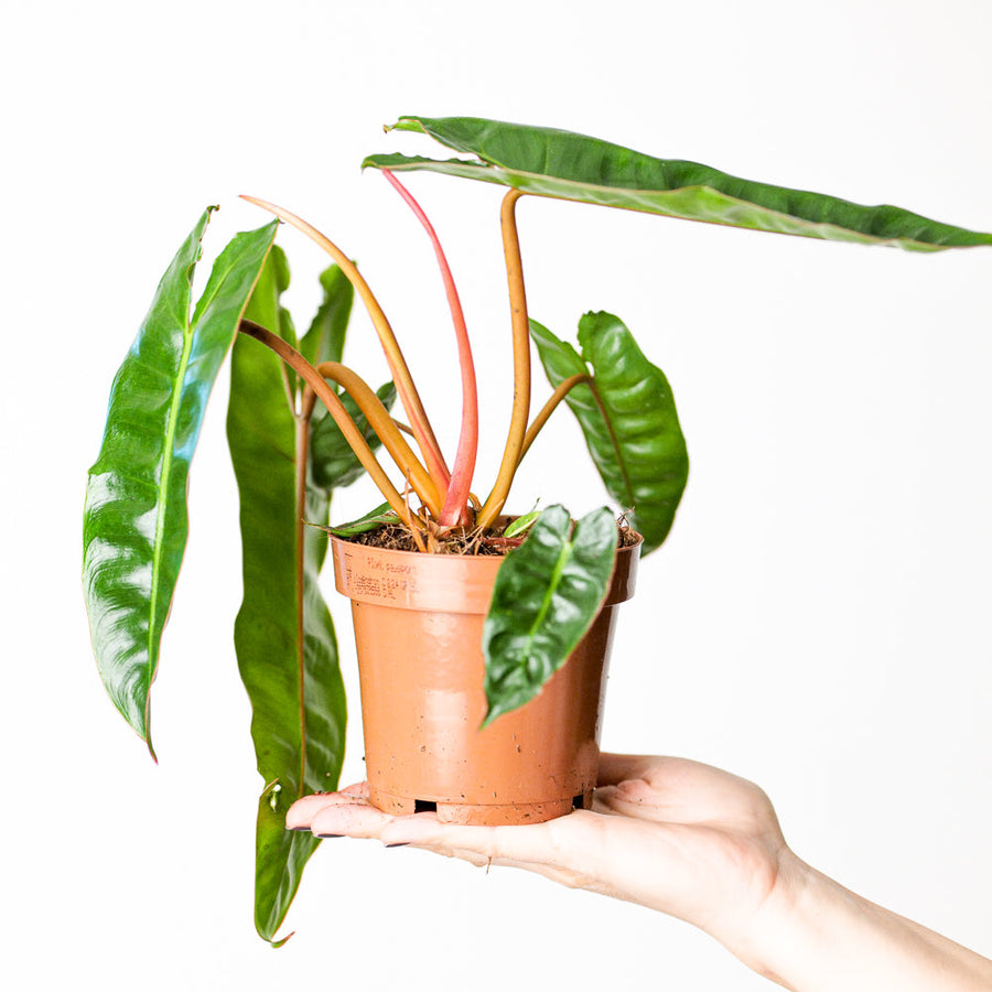 Philodendron billietiae – GROW TROPICALS