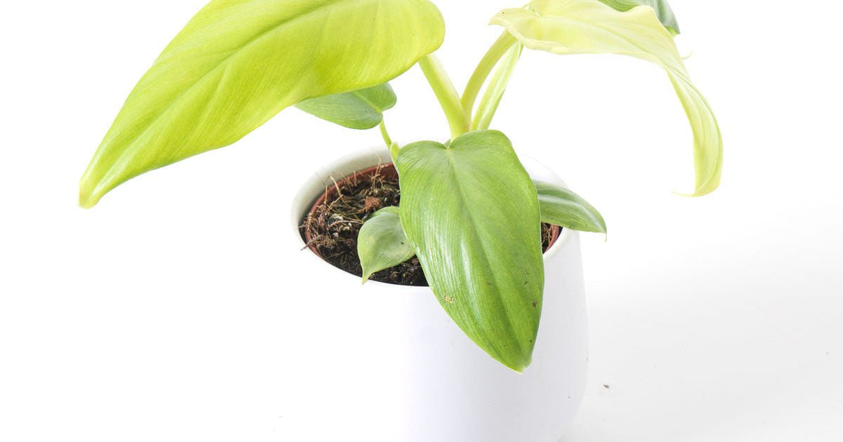 philodendron bipennifolium aurea mature Philodendron Bipennifolium Aurea Golden Violin | Plants
