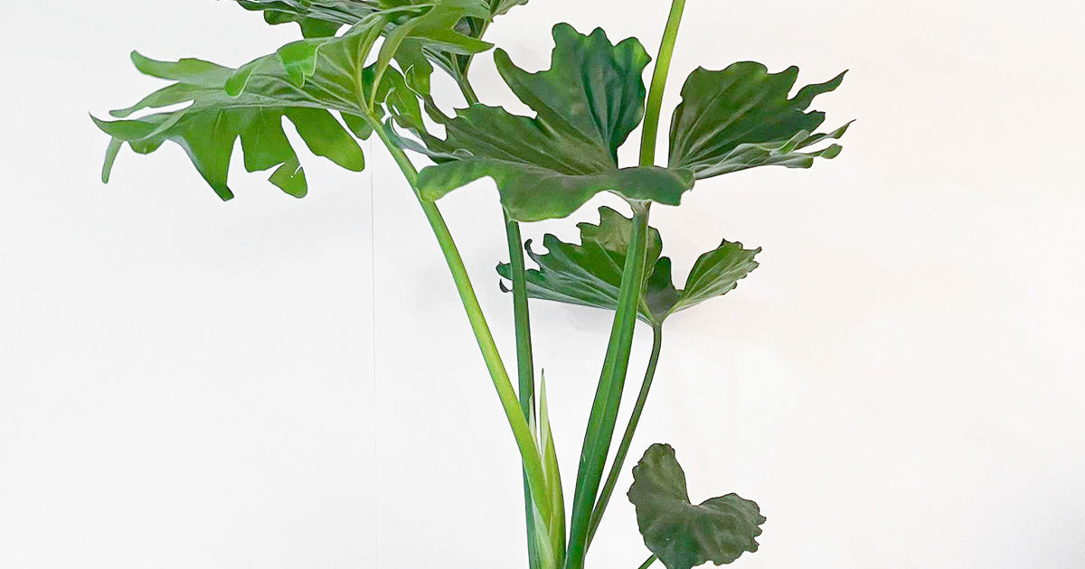 Philodendron bipinnatifidum 'Elefantiana' | Plants