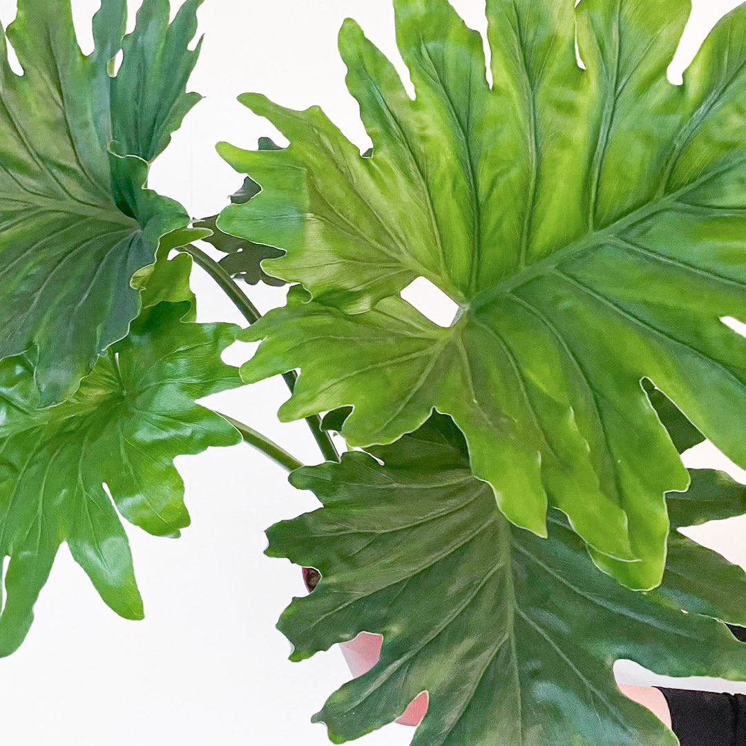 philodendron bipinnatifidum buy Philodendron bipinnatifidum 'Elefantiana' | Plants