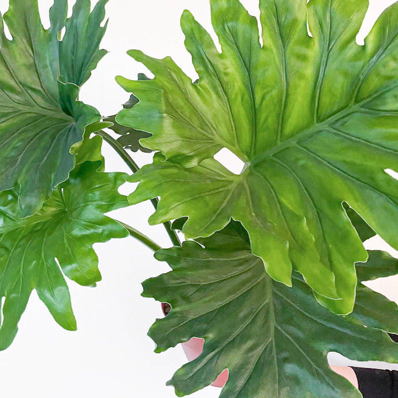 Philodendron bipinnatifidum 'Elefantiana' — 21cm