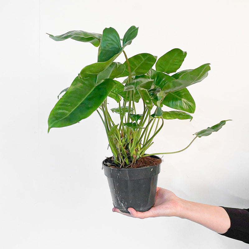 Philodendron Burle-Marx — 15cm