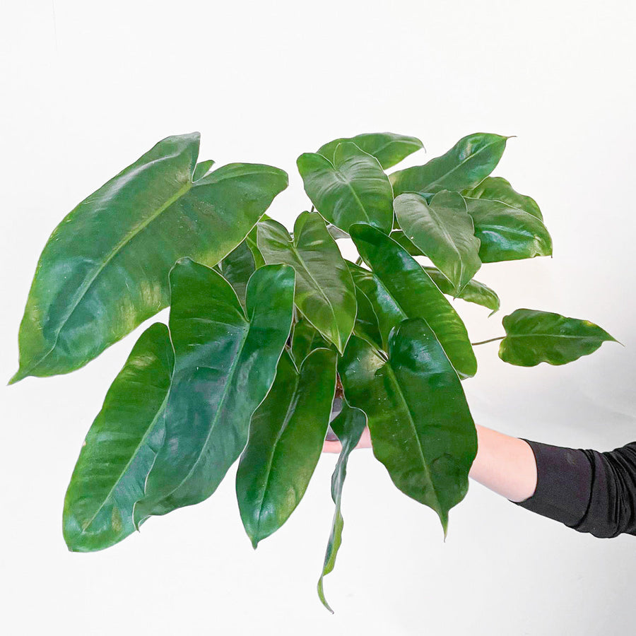 Philodendron Burle-Marx Plants Growtropicals