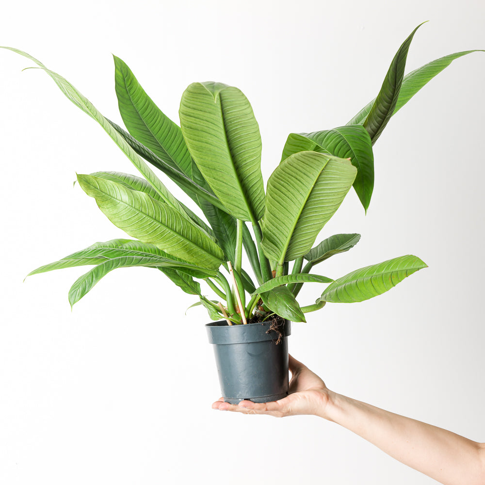 philodendron campii for sale Philodendron campii 'Lynette'
