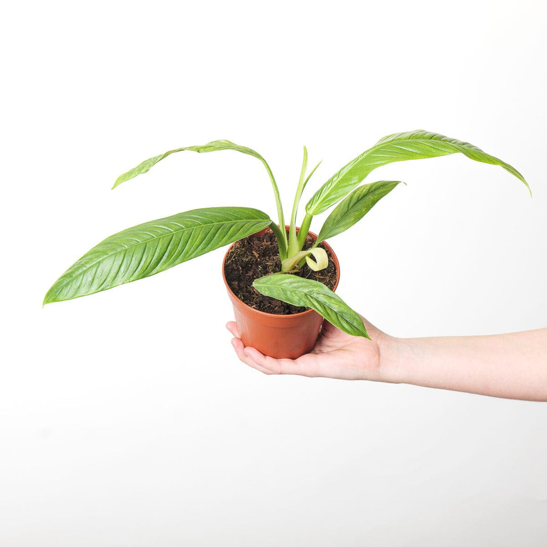 canoe leaf philodendron Philodendron campii 'Lynette' | Plants