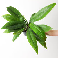 Philodendron campii 'Lynette'