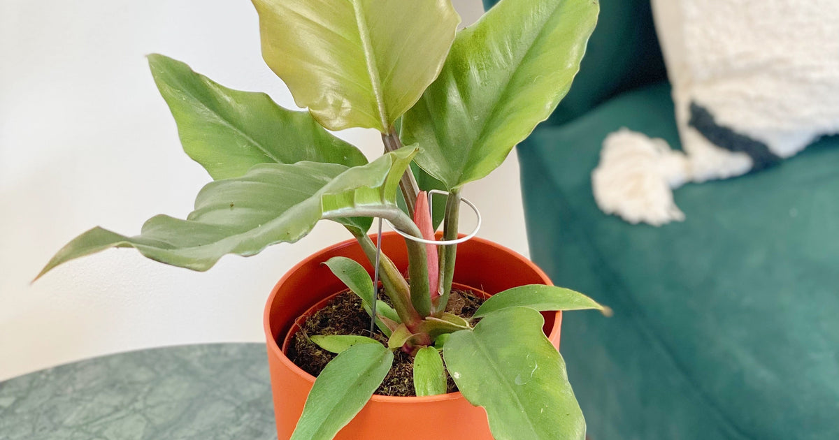 philodendron pluto care Philodendron Caramel Pluto | Plants