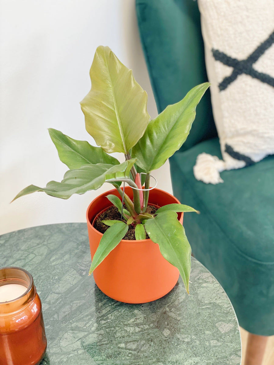 Philodendron Caramel Pluto - GROW TROPICALS