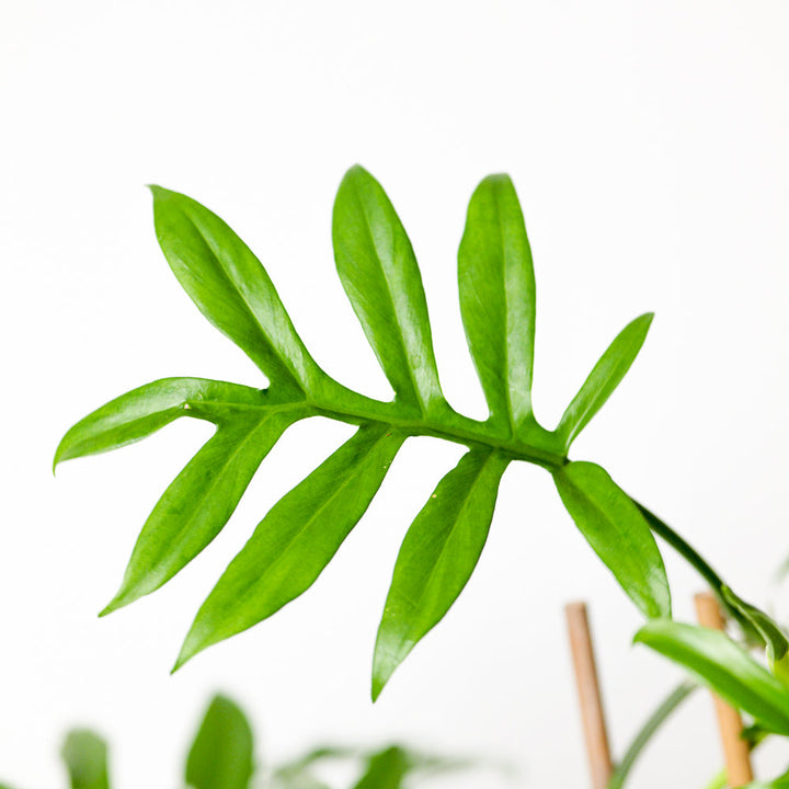 Philodendron distantilobum ‘Cinderella’ Plants GrowTropicals