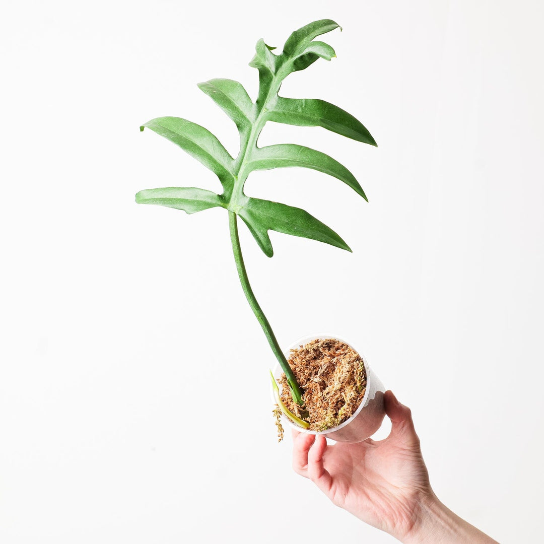 cinderella philodendron Philodendron distantilobum 'Cinderella' | Plants