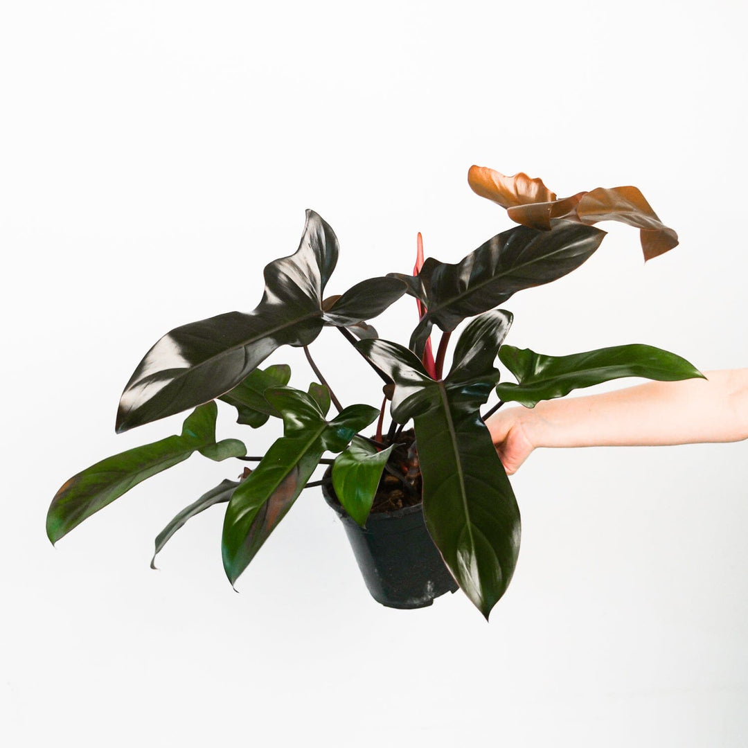 philodendron bronze scalloped leaf Philodendron 'Florida Bronze'