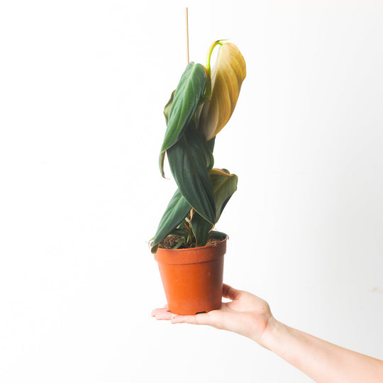 Philodendron gigas 12cm Plants GrowTropicals