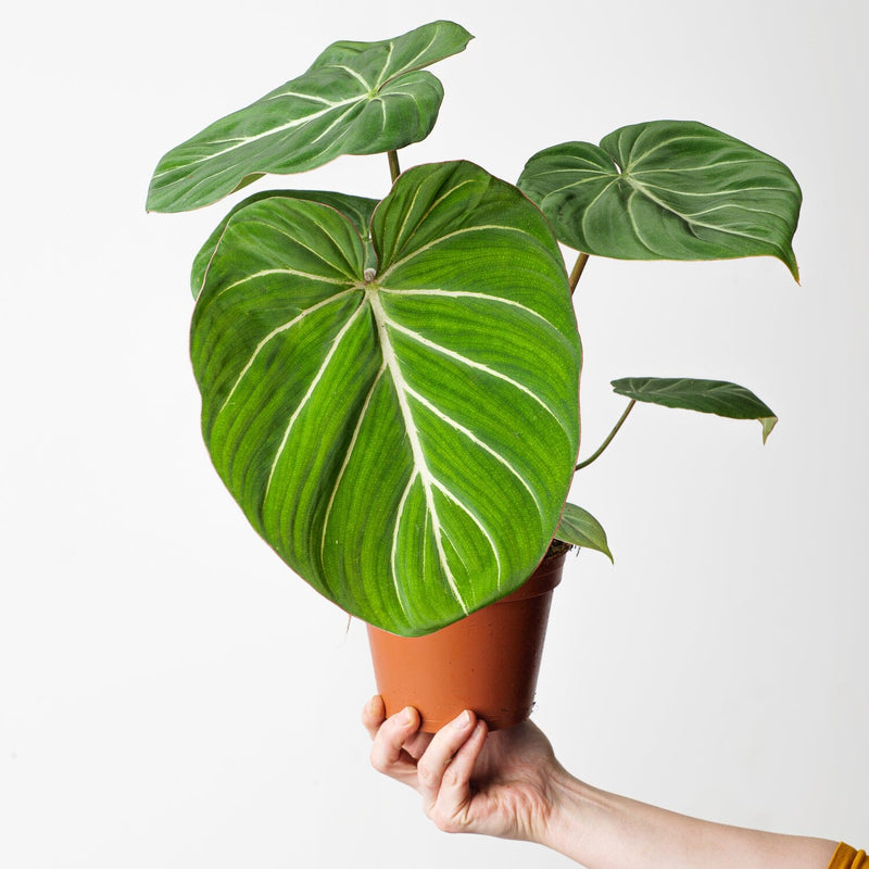 Philodendron gloriosum 'Dark Form' Plants GrowTropicals