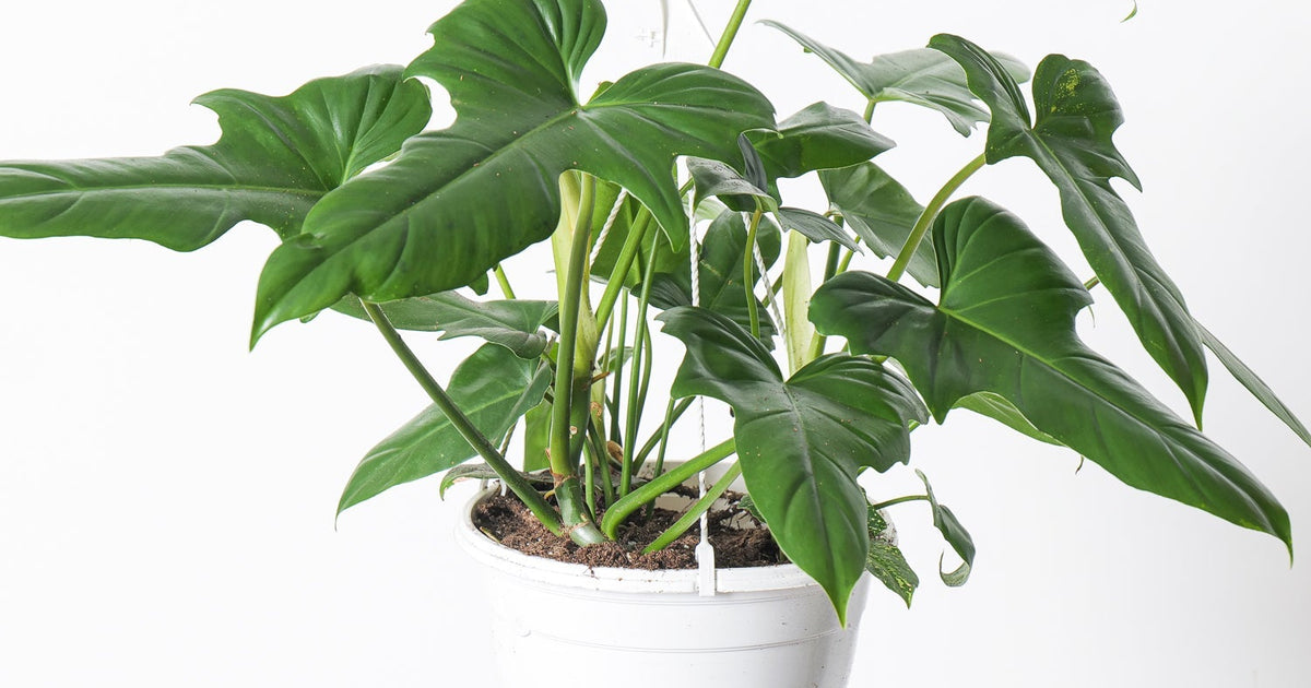 Philodendron Golden Dragon | Plants