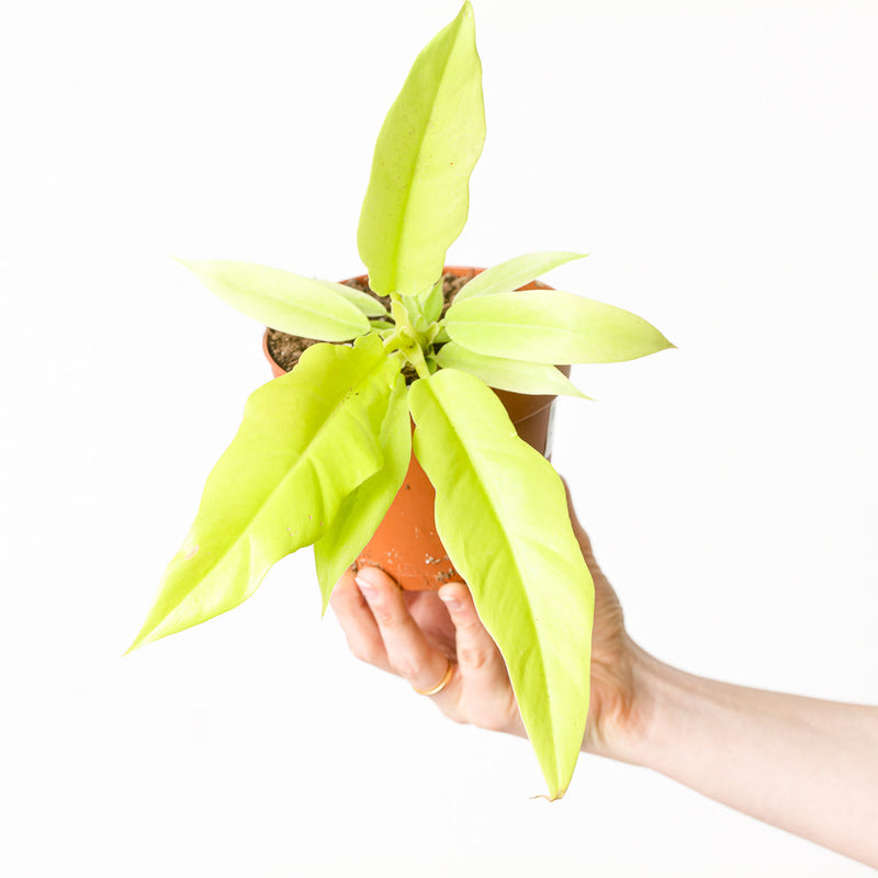 Philodendron 'Golden Saw' Plants GrowTropicals