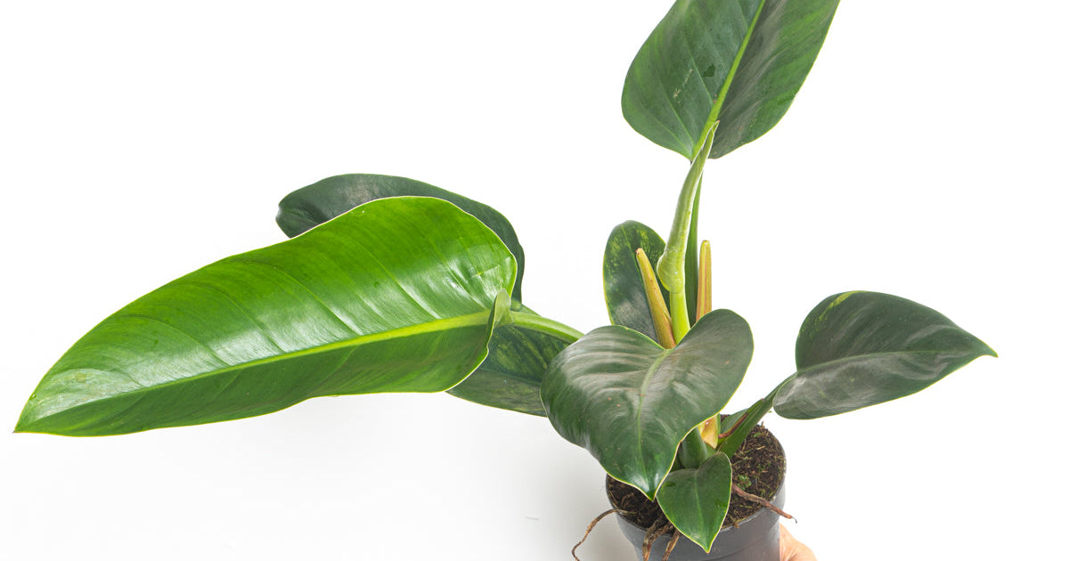 philodendron congo verde Philodendron 'Green Congo'