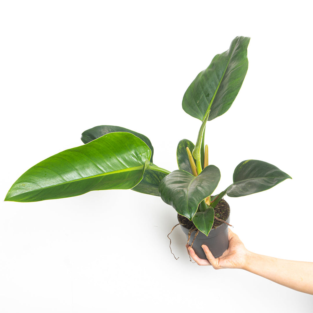 Philodendron 'Green Congo' Plants GrowTropicals 14cm