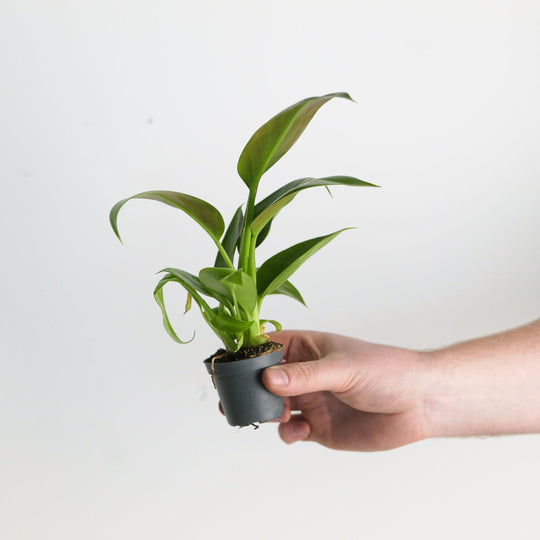 Philodendron 'Green Congo' 6cm Plants GrowTropicals