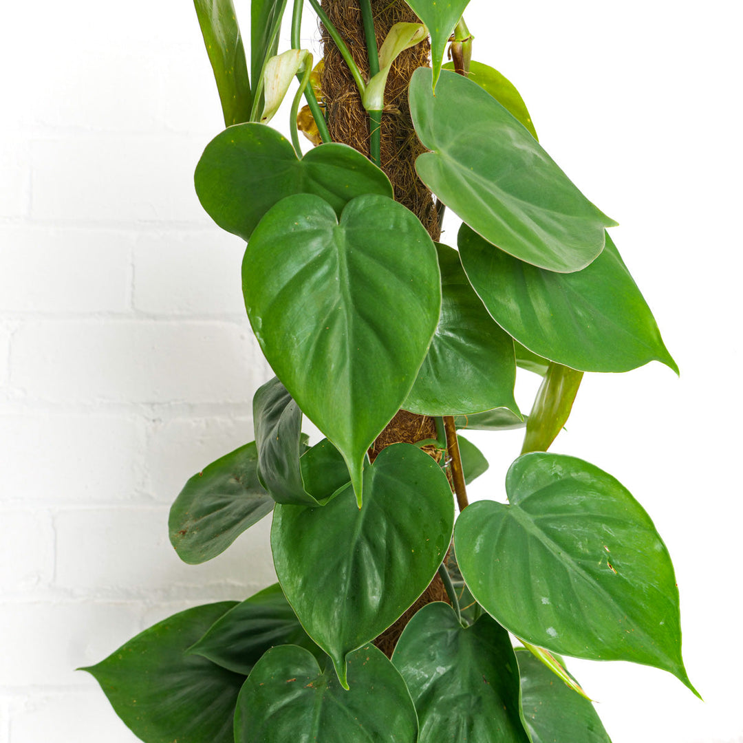 Philodendron hederaceum 'Scandens' - GROW TROPICALS