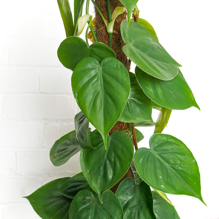 Philodendron hederaceum 'Scandens' - GROW TROPICALS