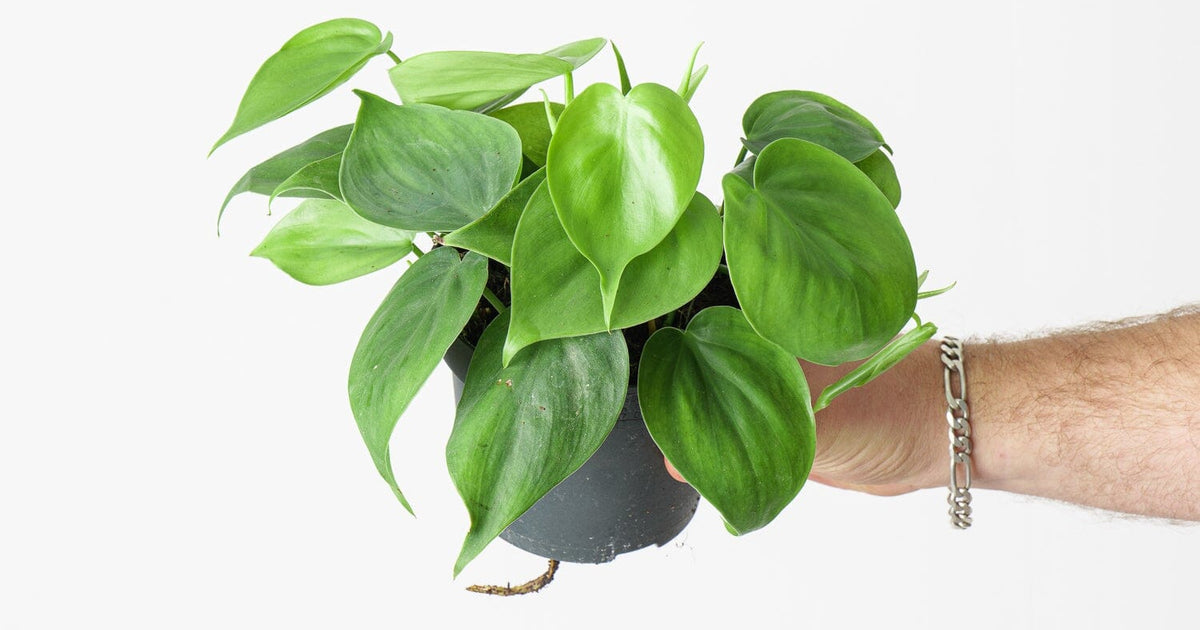 philodendron hederaceum flower Philodendron hederaceum 'Scandens' | Plants