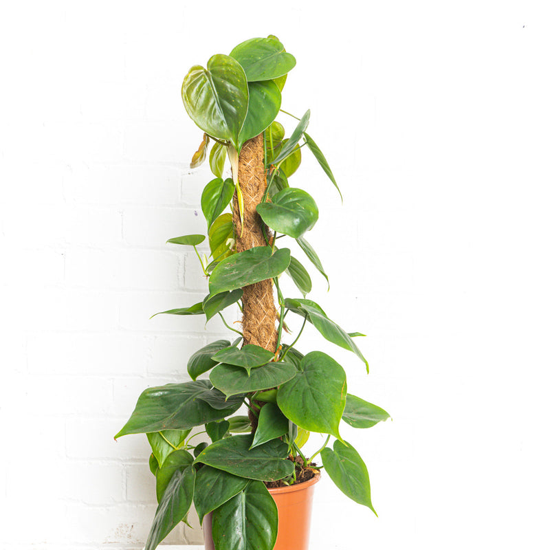 Philodendron hederaceum 'Scandens' Plants GrowTropicals