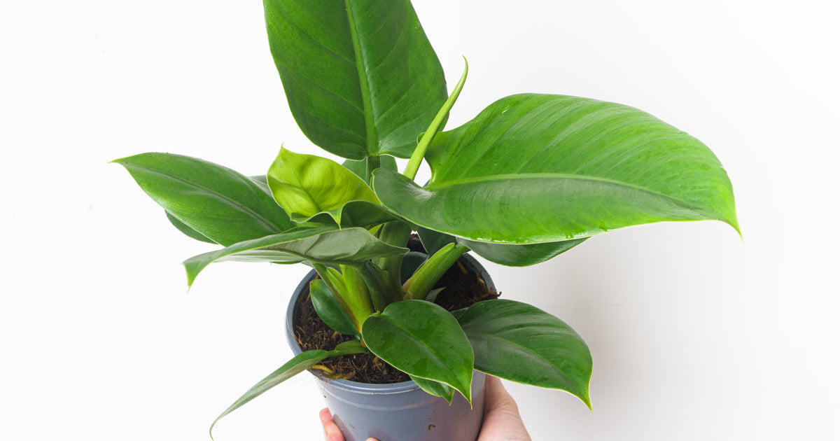 philodendron imperial green nz Philodendron 'Imperial Green' | Plants