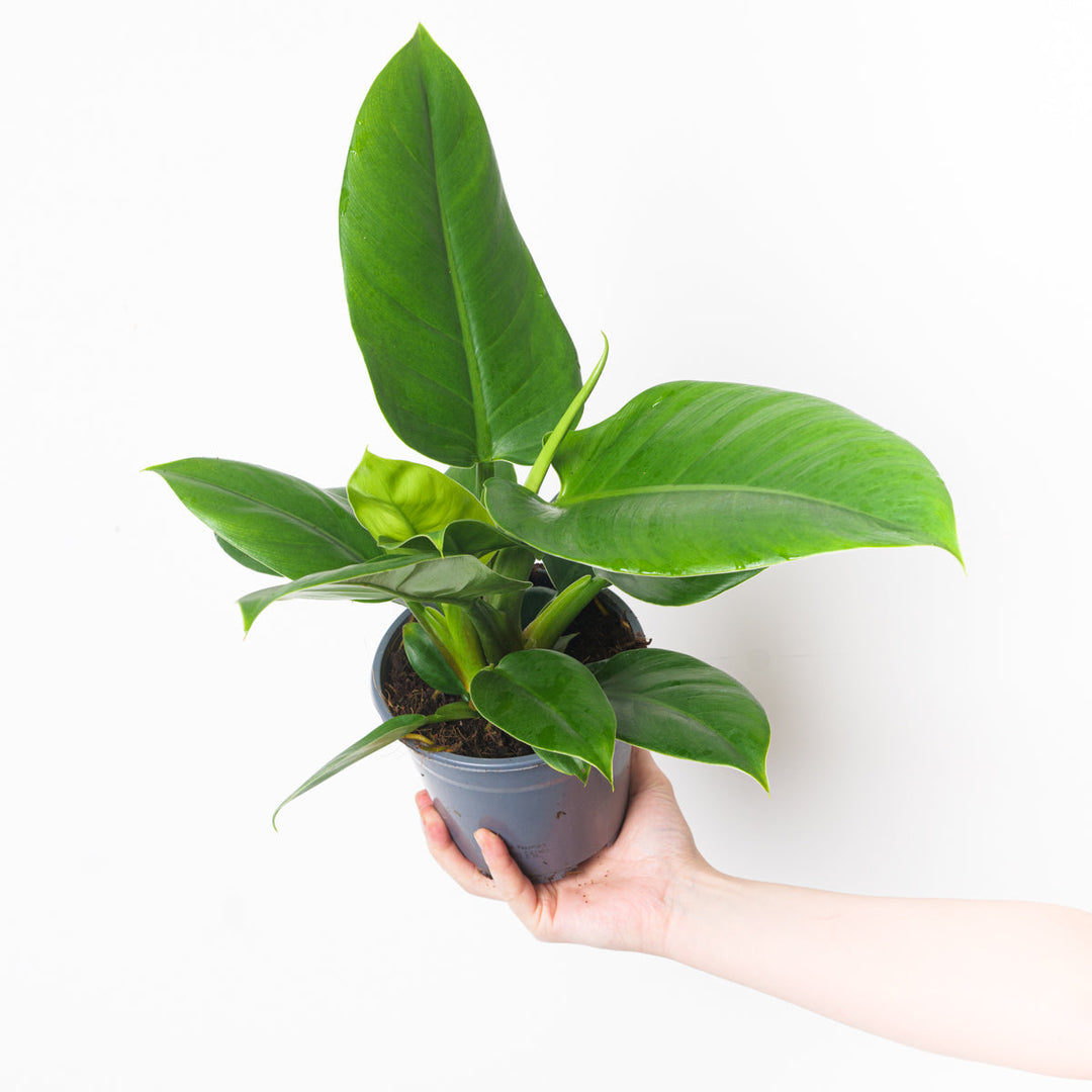 philodendron imperial green vs congo green Philodendron 'Imperial Green' | Plants