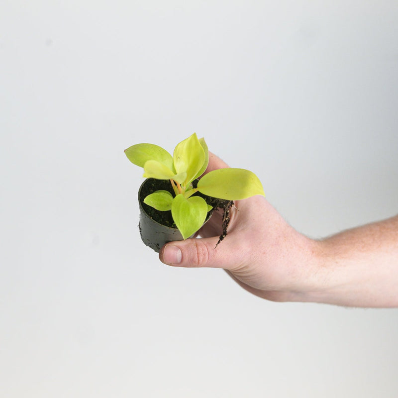 Philodendron 'Lemon Lime' — 6cm