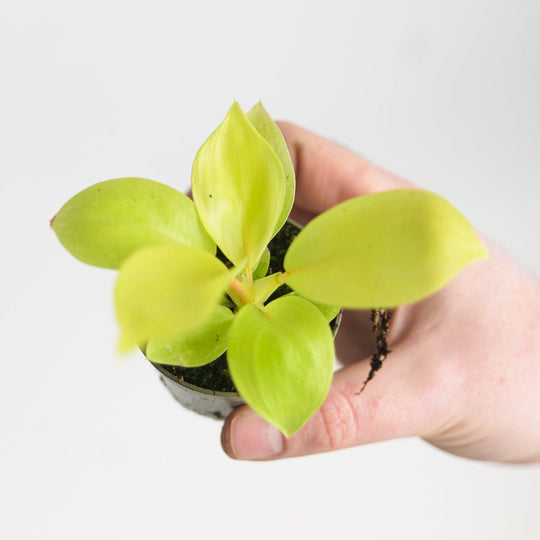 Philodendron 'Lemon Lime' Plants GrowTropicals