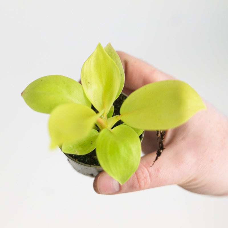 Philodendron 'Lemon Lime' Plants GrowTropicals