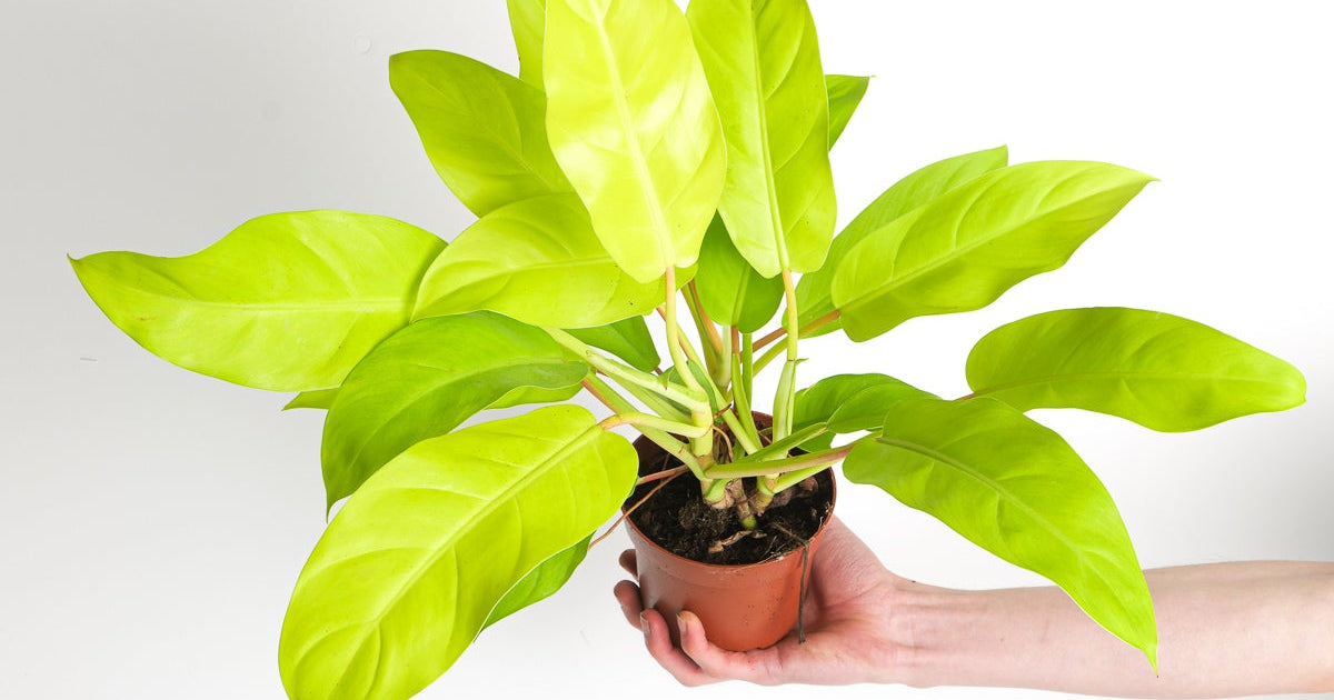 goldilocks philodendron Philodendron 'Malay Gold' | Plants