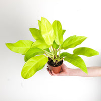 Philodendron 'Malay Gold'