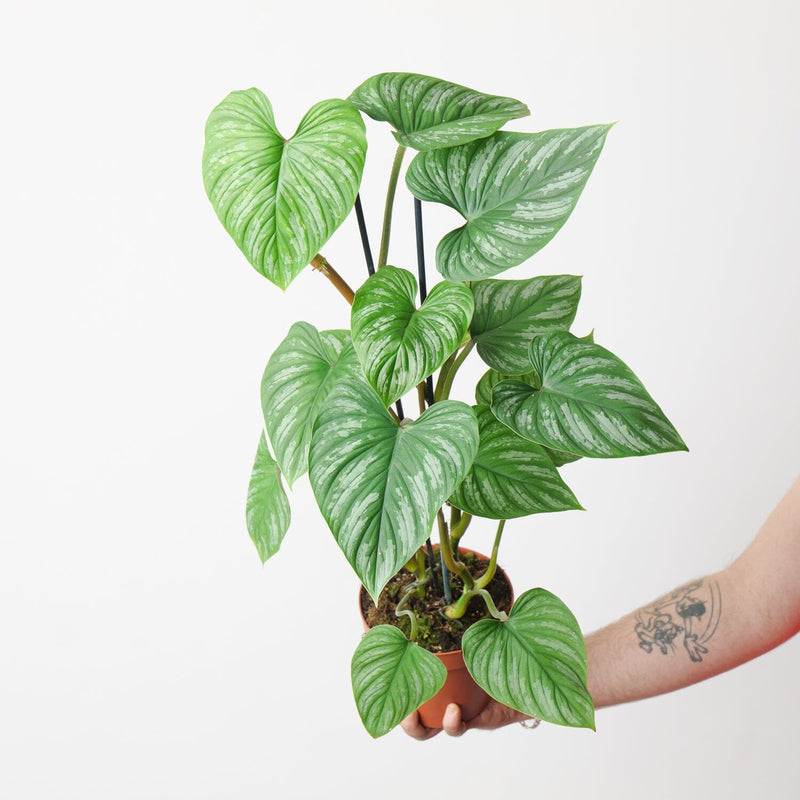 Philodendron mamei (climbing form) XL Plants GrowTropicals