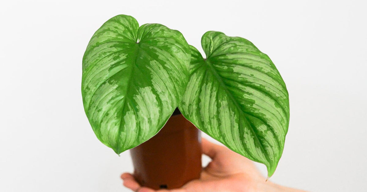 Philodendron mamei