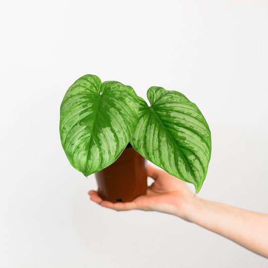 Philodendron mamei 12cm Plants GrowTropicals