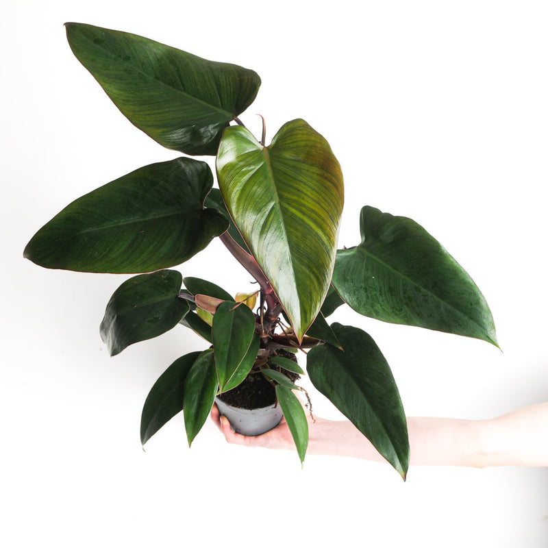 Philodendron mandaianum — 14cm