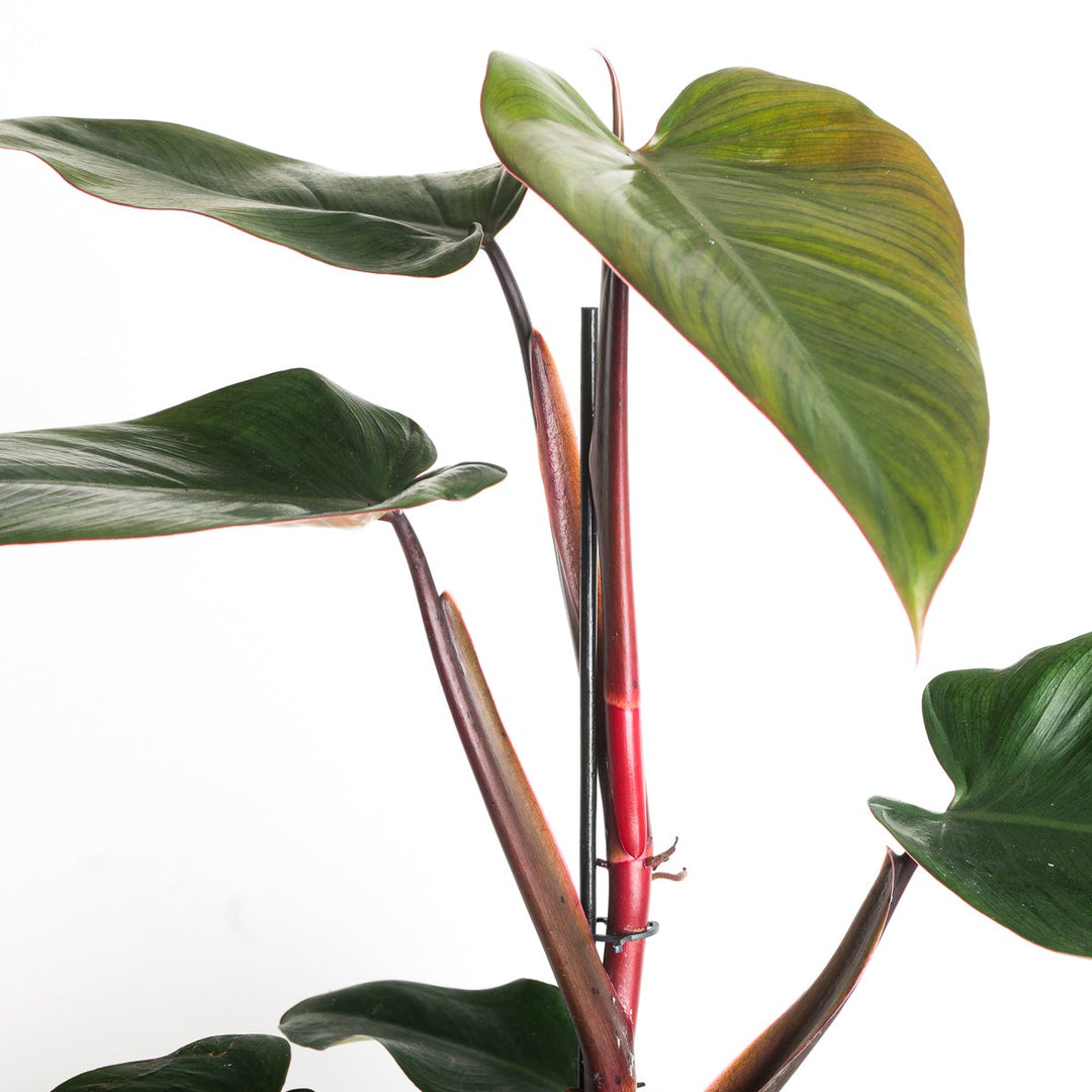 philodendron mandaianum care Philodendron mandaianum