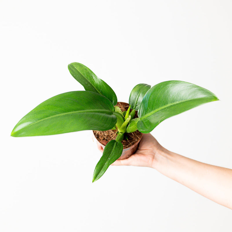 Philodendron martianum Plants GrowTropicals