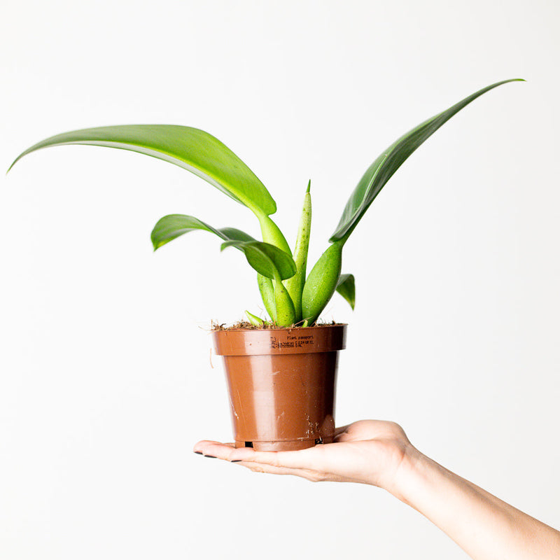 Philodendron martianum — 12cm