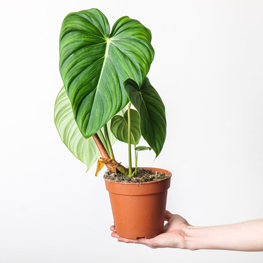 philodendron mcdowell for sale Philodendron 'McDowell'