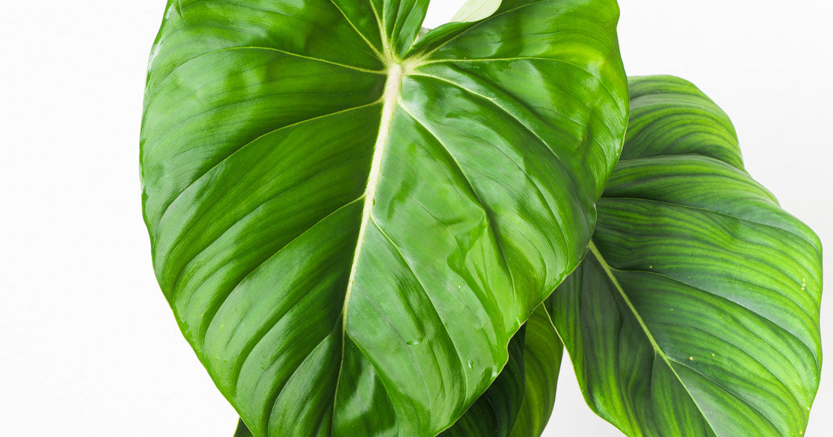 Philodendron 'McDowell'