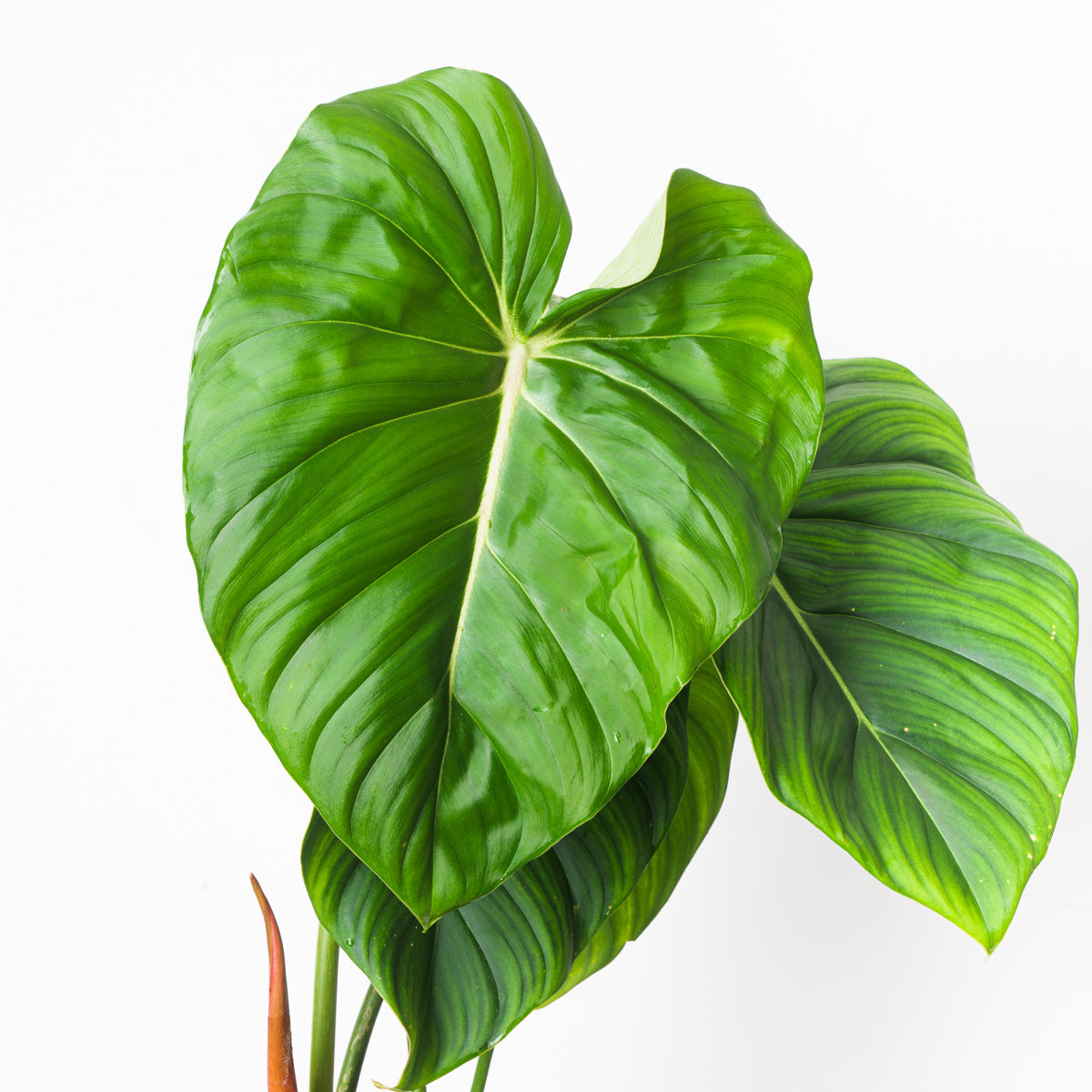 philodendron mcdowell price Philodendron 'McDowell'