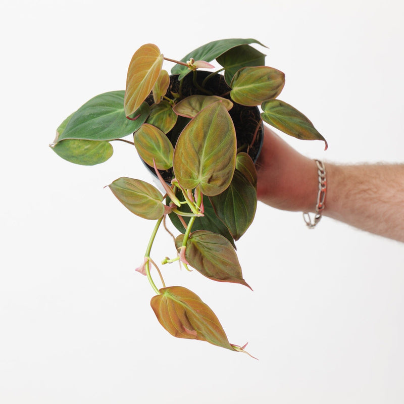 Imperfect Philodendron micans 12cm Plants GrowTropicals