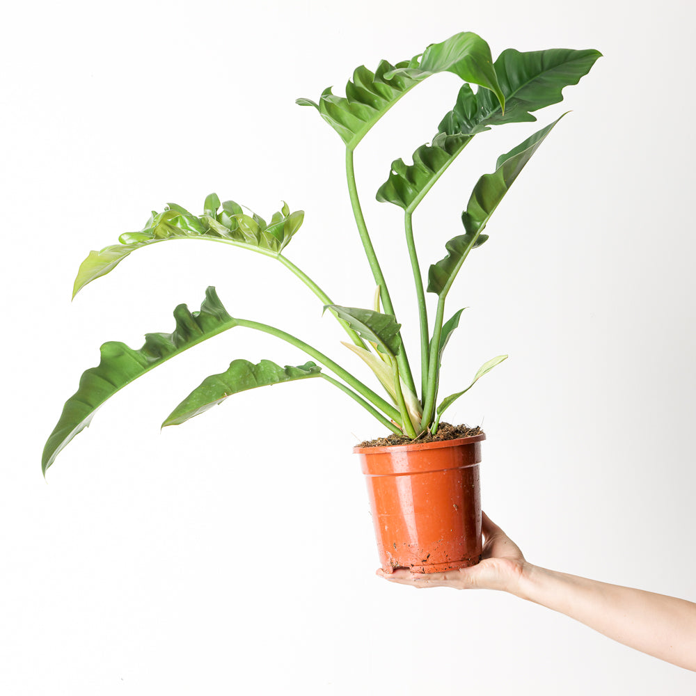 Philodendron Narrow Escape | Tiger Tooth Plants GrowTropicals
