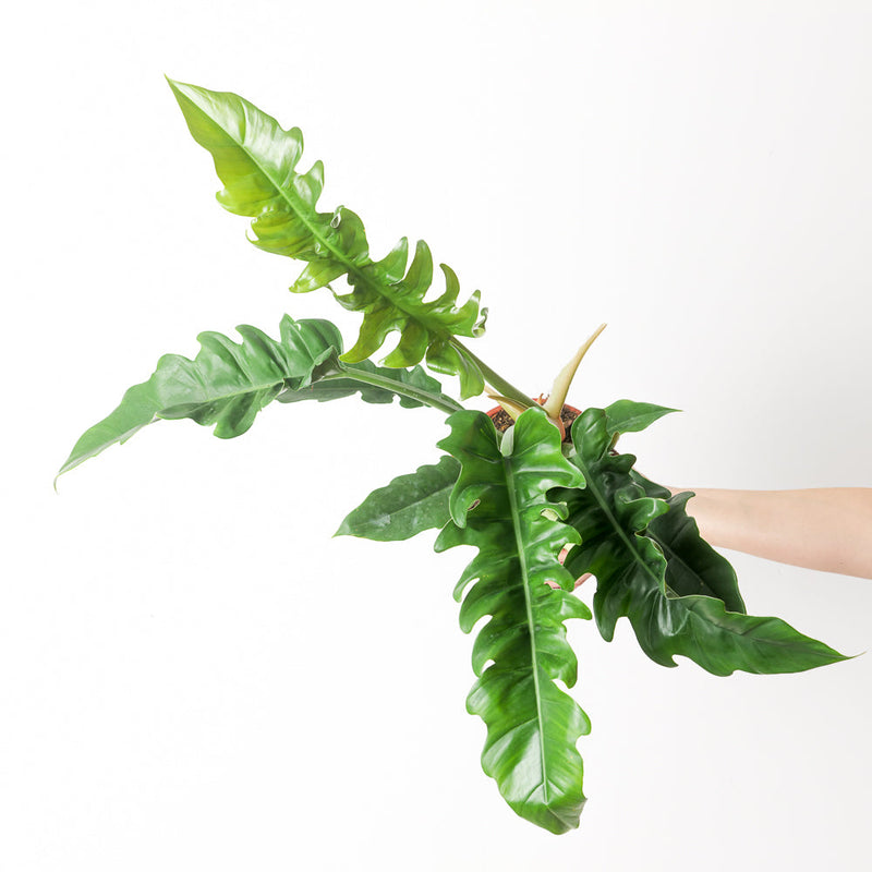 Philodendron Narrow Escape Plants GrowTropicals