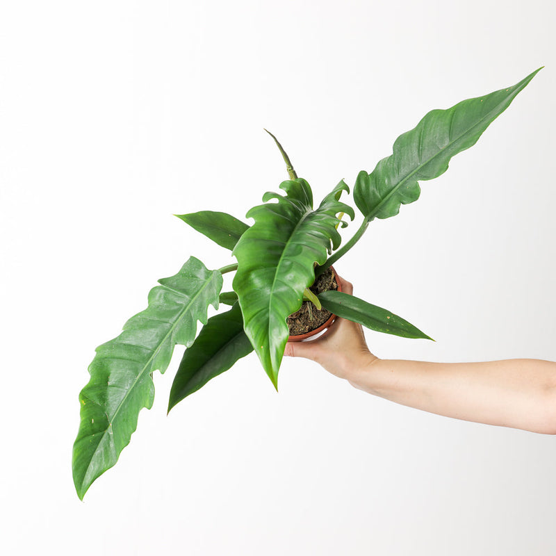 Philodendron Narrow Escape Plants GrowTropicals